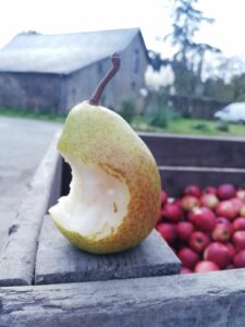 Poire croquée