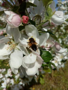 Abeille sur fleur